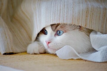 644/1000　鼻息荒い人ほど、可愛い生き物だ　