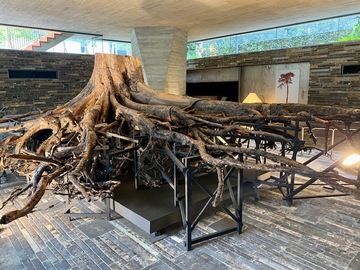 「奇跡の一本松の根」展に思うこと