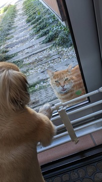 猫から好かれる