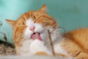ネズミ取りに引っ掛かった猫を復活させるには