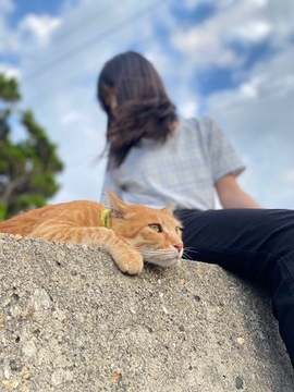 我が家の猫事情
