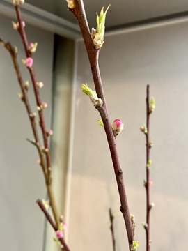 何度片づけてもすぐ散らかるのはなぜ？