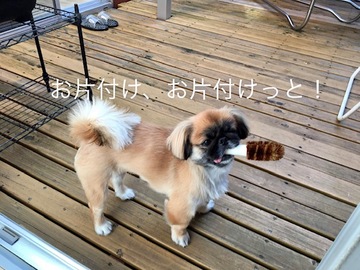 雪が解けたら、ゴミが気になる・窓の汚れが気になる