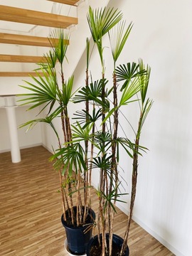 植物の再生とゴミ屋敷の再生は似ている