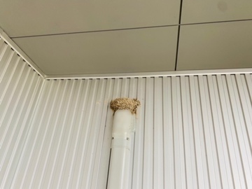 ツバメが巣立って行きました。