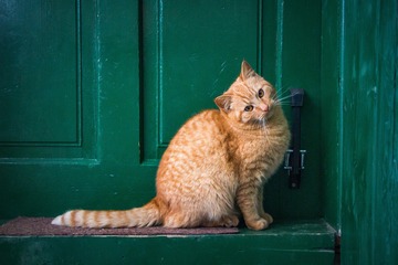 433/1000　猫に逃げられる　