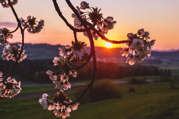 511/1000桜を追って、伊勢へ